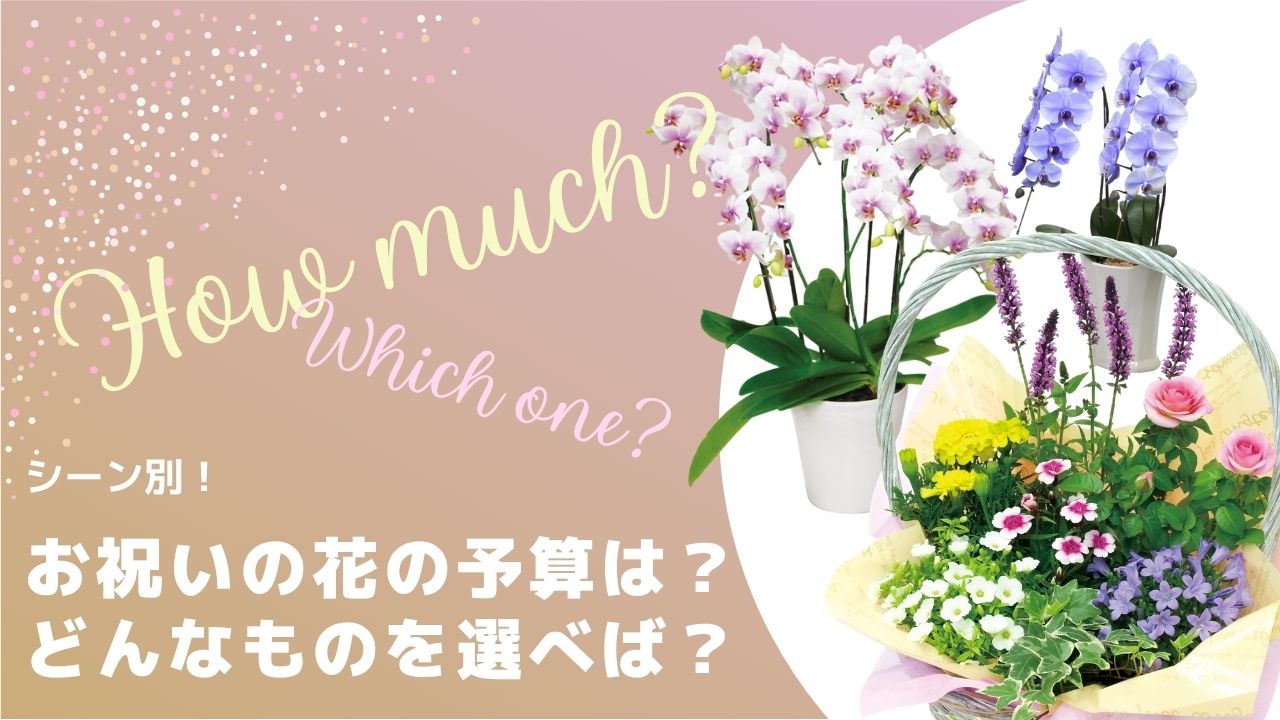 お祝いの花の予算はいくらが妥当 どんなものを選べばいい 清風園ショップ お祝いの花の予算はいくらが妥当 どんなものを選べばいい 清風園ショップ